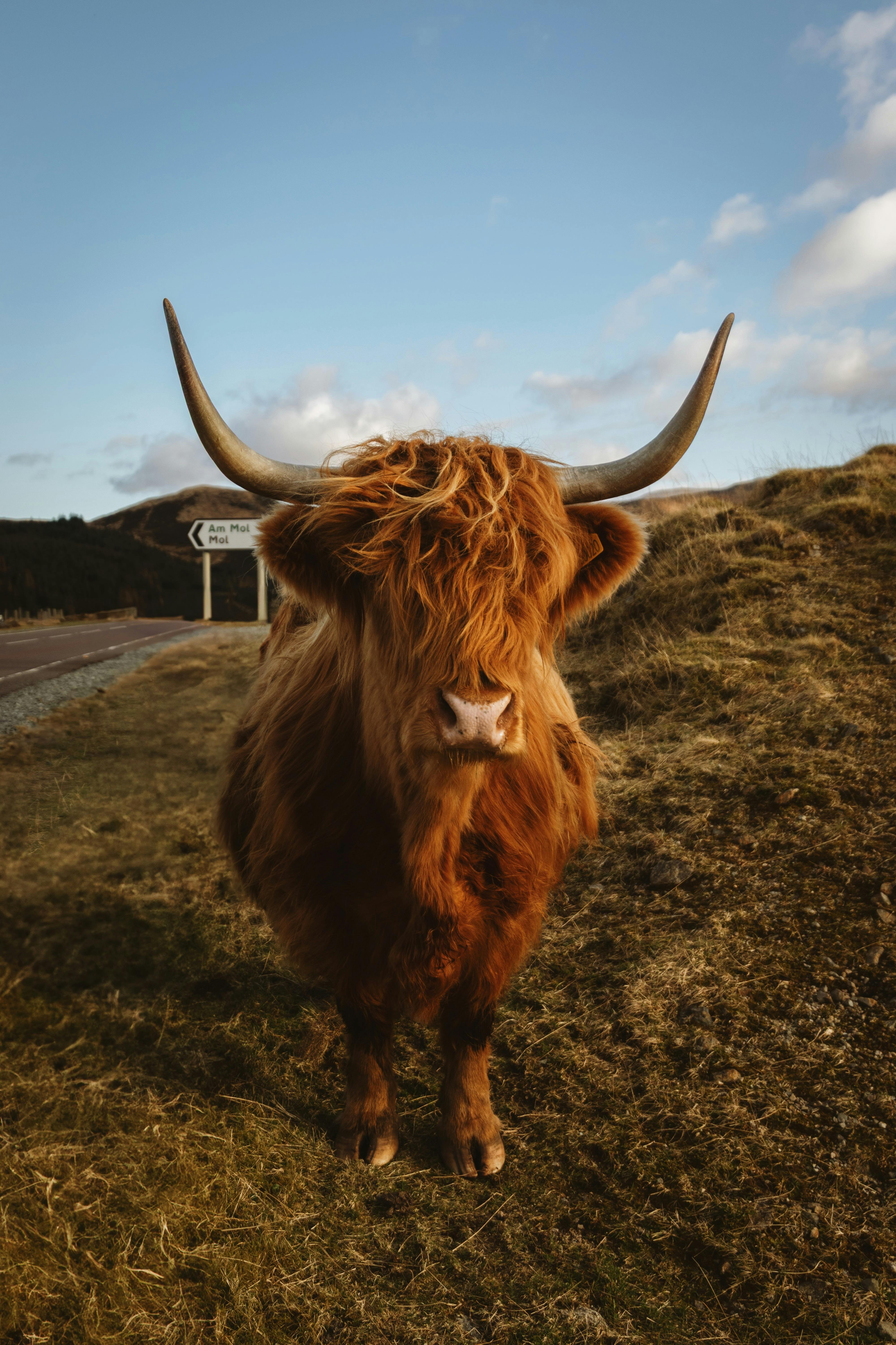 Scottish Highlands